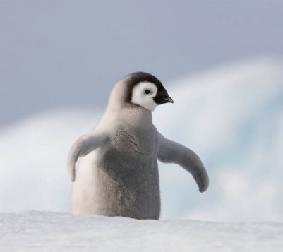 19 of the cutest baby penguin pictures you'll see