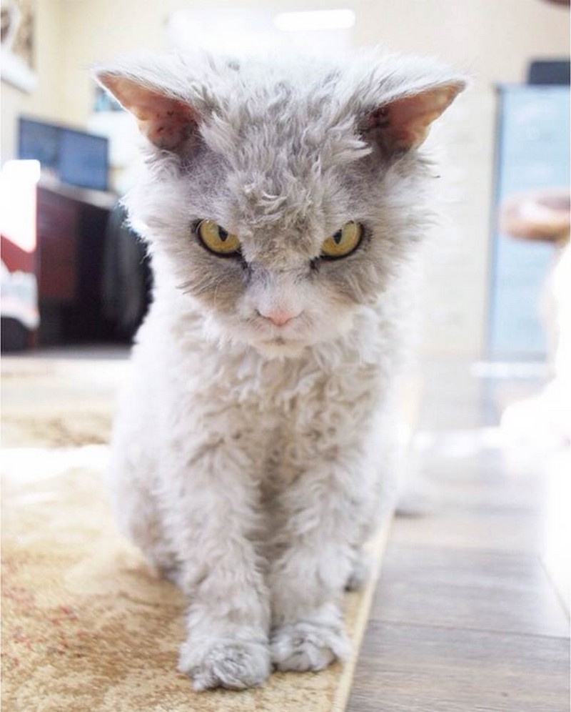 Albert The Sheep Cat With A Resting Bitchface