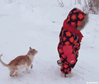 funny-animal-gifs-51 - Awesomelycute