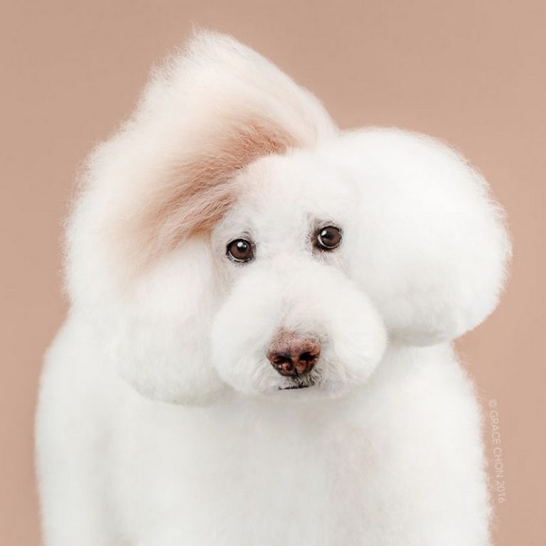 Before And After Dog Grooming Photos 4 768x768 