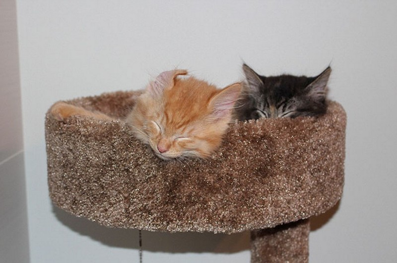 Cats Sleeping Together 1 Awesomelycute