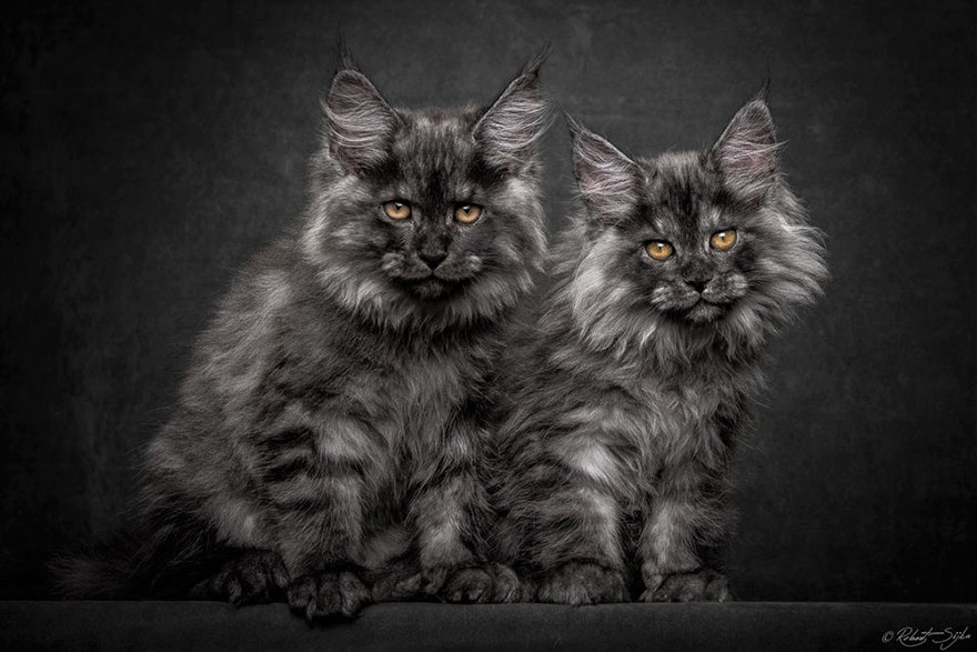 These photographs capture the majestic nature of Maine Coons