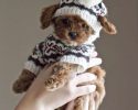 cute-animals-with-sweaters-13