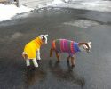 cute-animals-with-sweaters-15