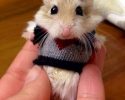cute-animals-with-sweaters-18
