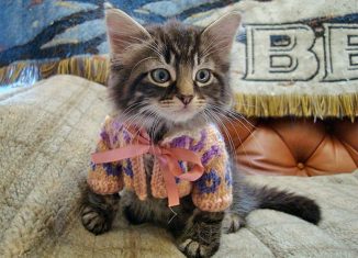 cute baby animals in clothes