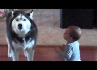 Husky dog tries to imitate baby