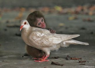 Animals showing love towards each other