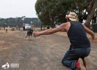 Animals saved from wild fire are allowed to return back to their home