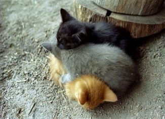 Cute animals using each other as pillows