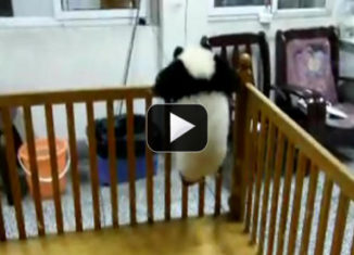 Cute baby Panda bears try to escape from their crib