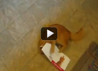 This cat is crazy about a singing greeting card