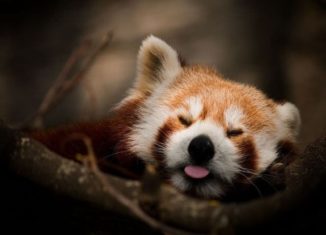 Cute Red Panda Cub