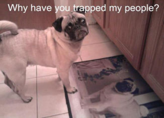 This pug has a point