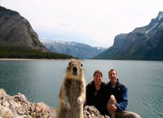 Funny animal photobomb