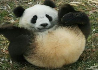 Awesomely cute Panda