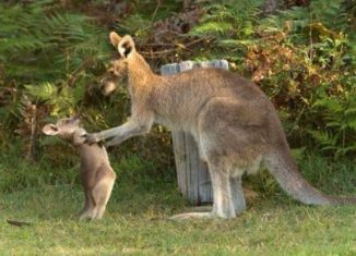 Awesomely cute Kangaroos