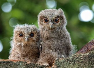 Awesomely cute owls!