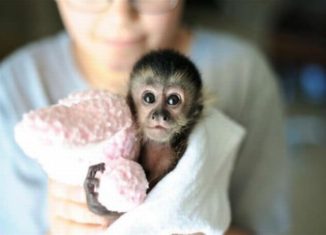 Awesomely cute monkey