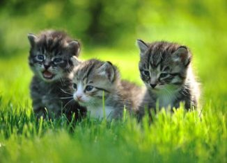 Awesomely cute kittens