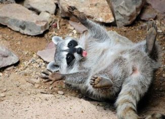 Awesomely playful raccoon