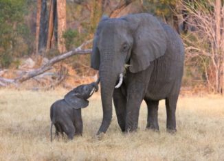 Awesomely cute baby elephant