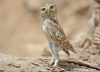 Playful baby owl