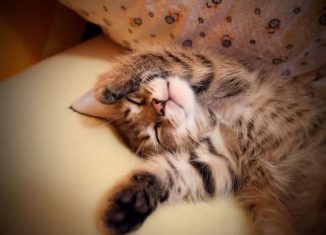 Cute kitten taking nap