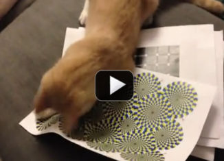 Cat sees rotating snake illusion