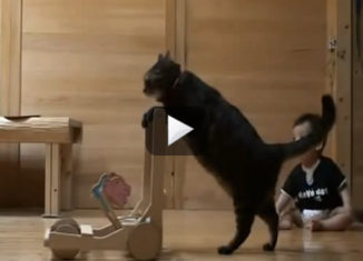 Cat teaches baby how to walk using an assistance cart