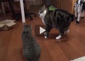 These two felines have a little playtime spat