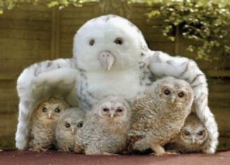 Today’s cute animal compilation