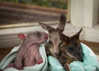 Baby Kangaroo and baby wombat are best friends