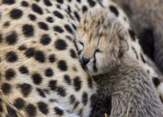 These are the cutest wild animals you will ever see