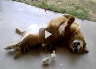 Dog decides to adopt baby Chicks