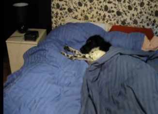 This dog hates the snooze button, check out what he does when the alarm goes off