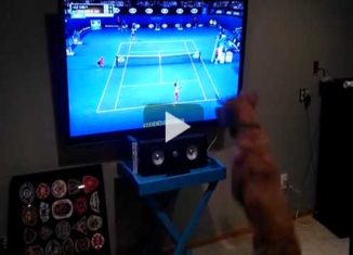 No dog loves tennis more than this one