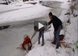 Heart warming video, dog rescued from icy river