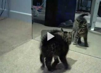 See what happens when a kitten sees his own mirror reflection