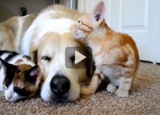 Kittens sleeping with dog