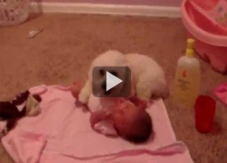 Poodle protects baby from evil blow drier