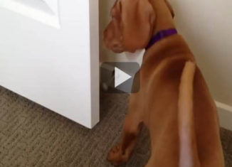 What happens when a puppy discovers a door stopper