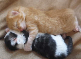 Sleepy kittens