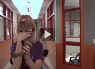 Awesome SPCA pet adoption video