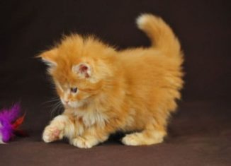 Super cute kittens and other awesomely cute animals