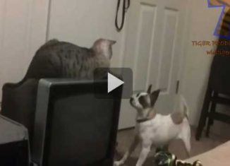 What happens when cats and dogs meet for the first time?