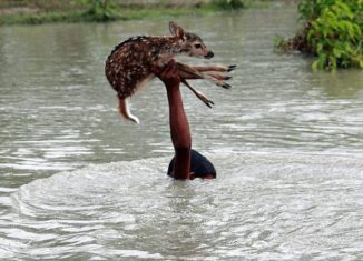 Young boy saves fawn from drowning